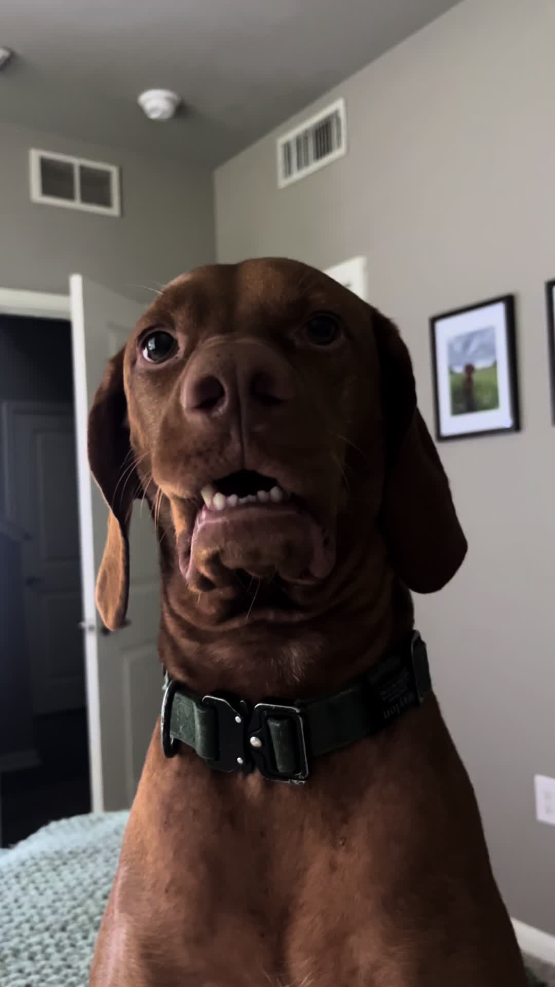 @waylonthevizsla