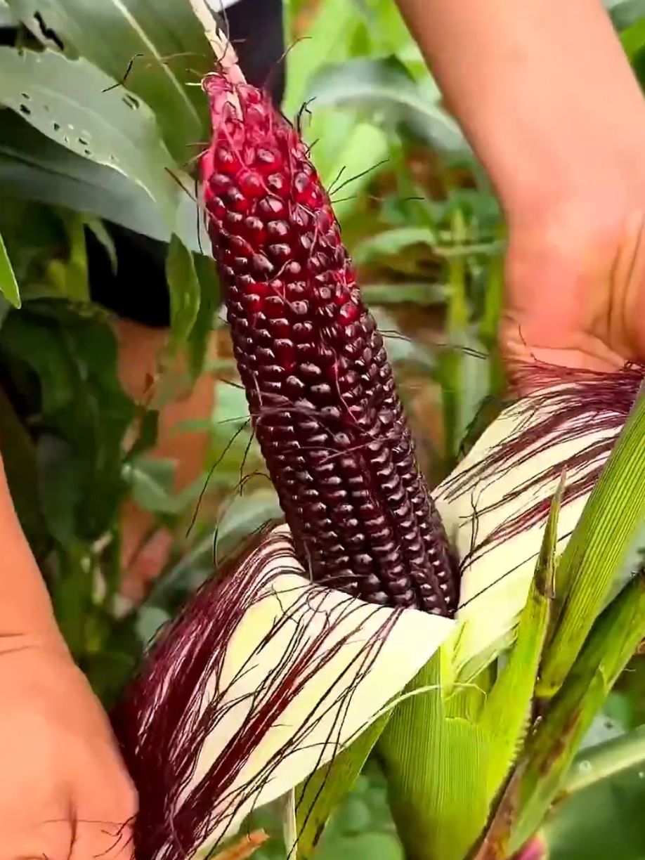 @PlantsLife