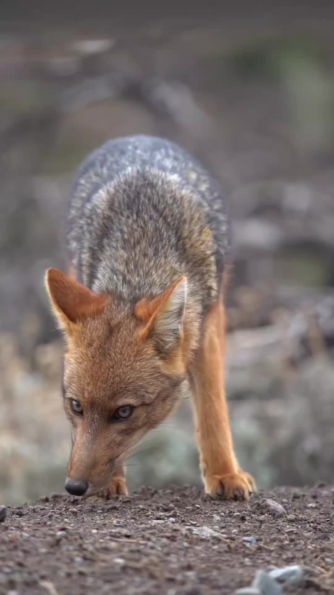 @Oldsilverfur