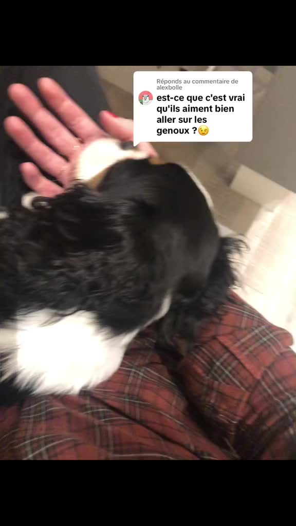 @Cavalier King Charles