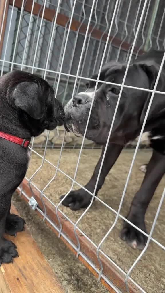 @Cane Corso For Adoption
