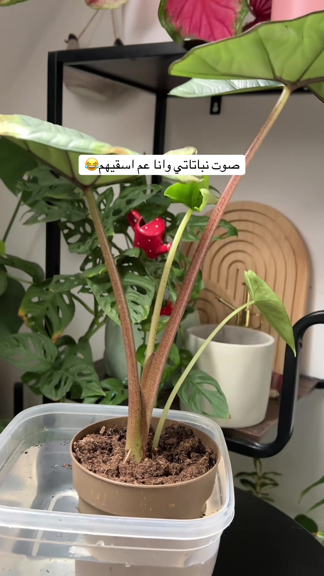 @|١٤١٤ه الَبتُــــــــــولْ