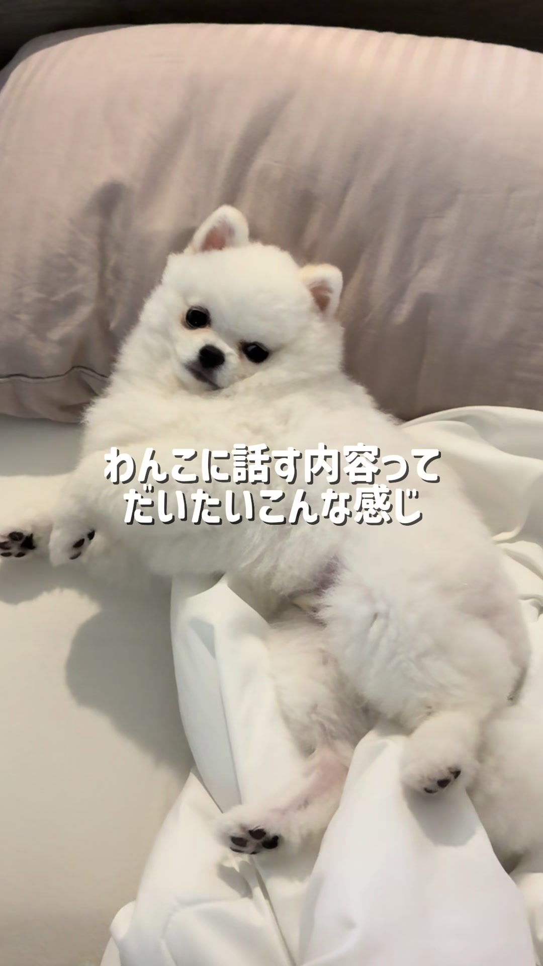 @ポメラニアンのミル🍼