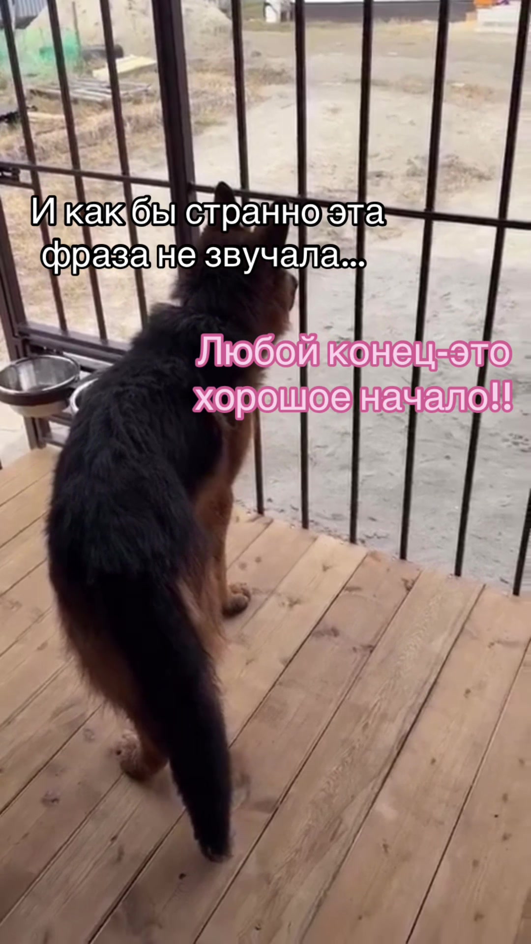 @Ульяна о собаках
