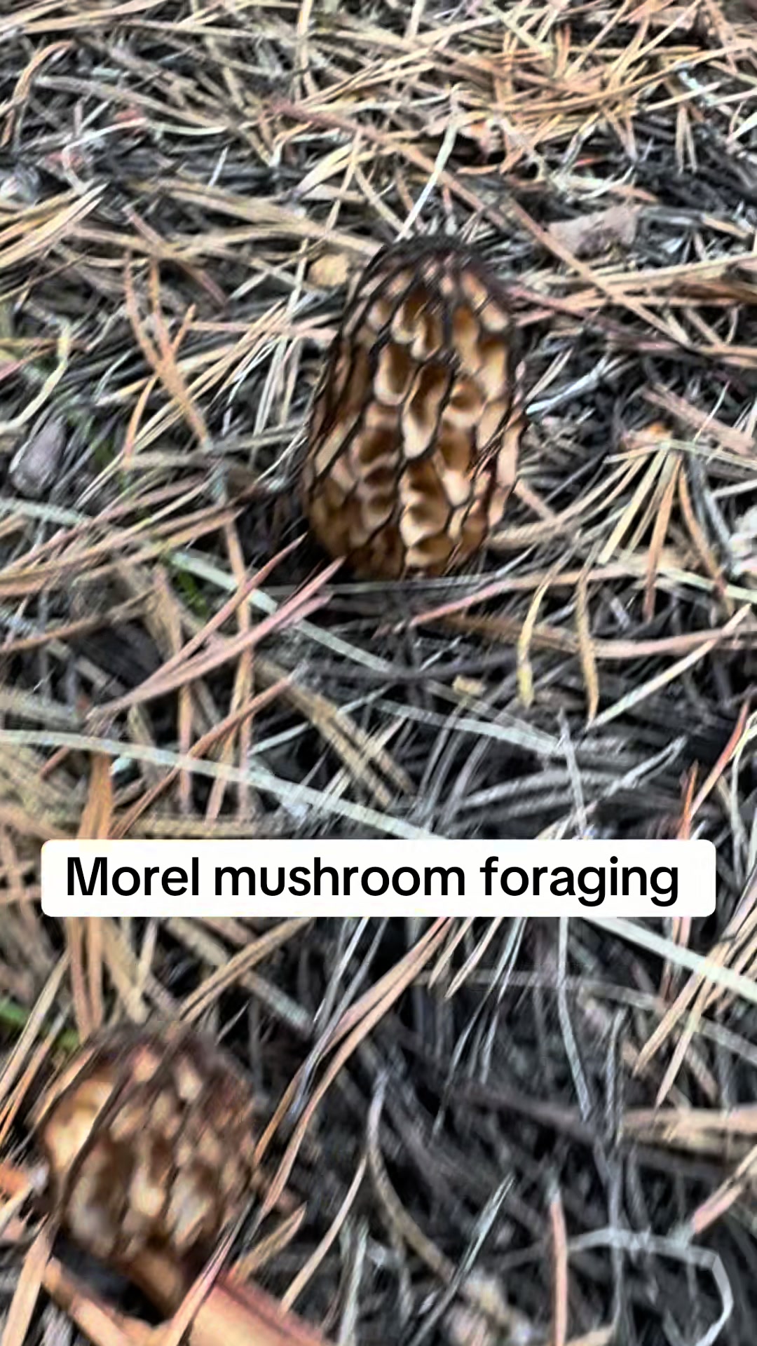 @Fungusamungus