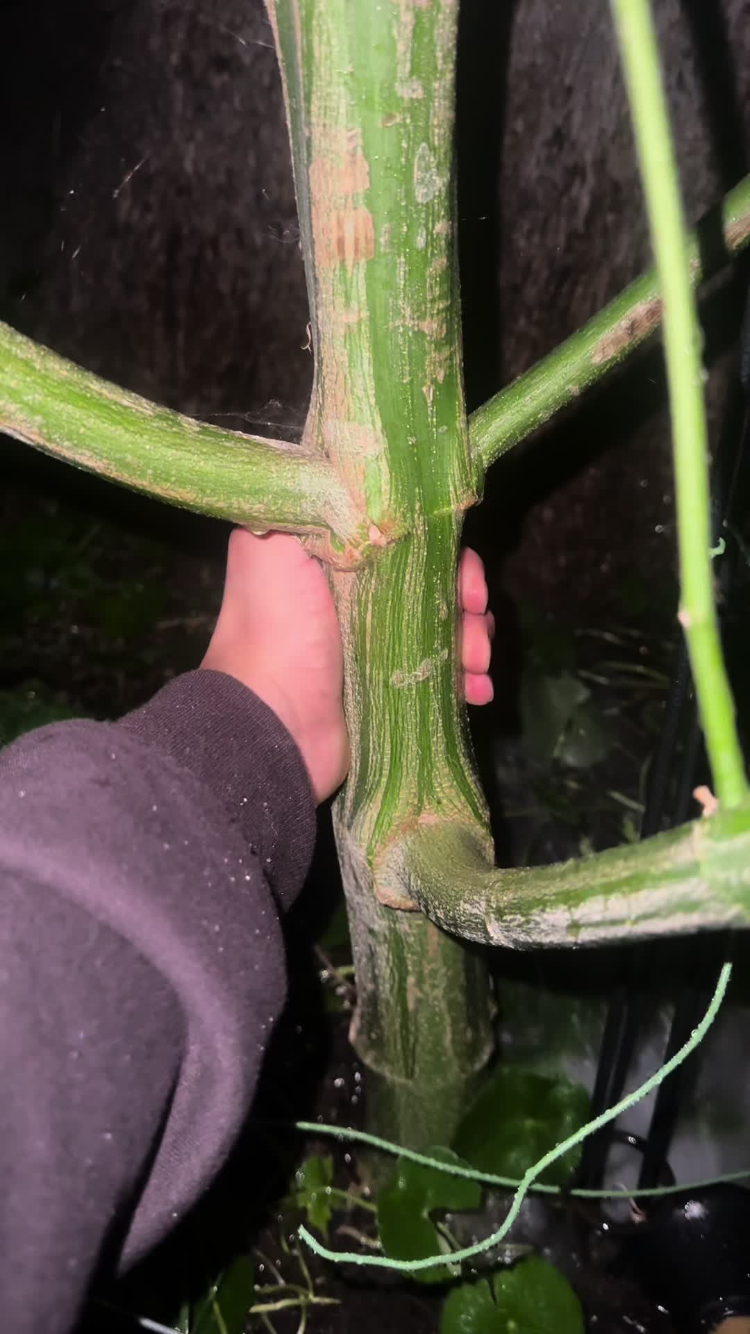 @CannaHut