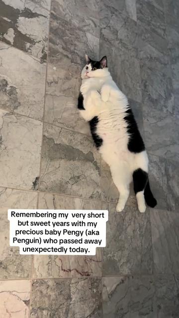 @Neko Cat