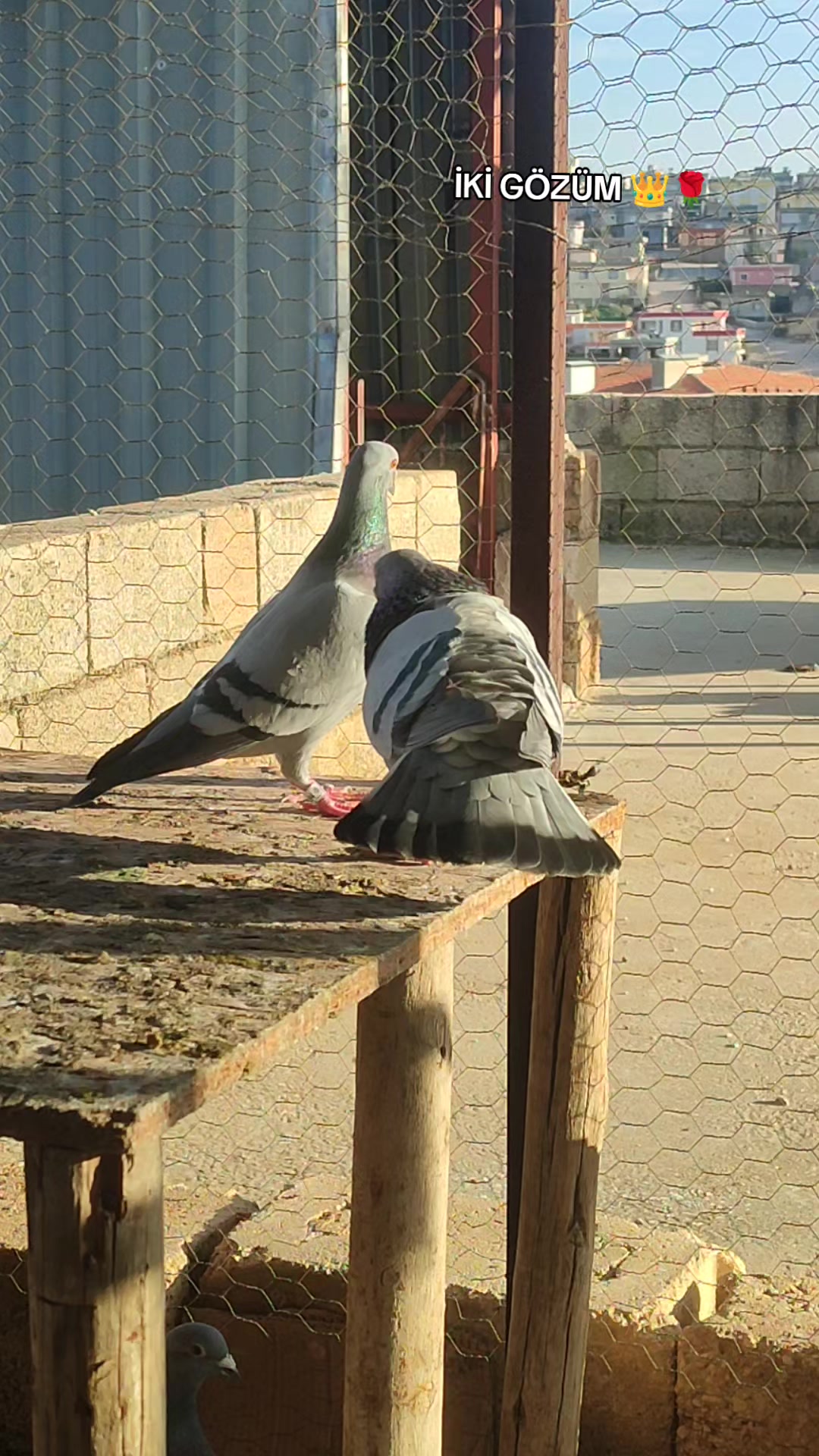 @MEHMET ÇOBAN ( PEŞTO )