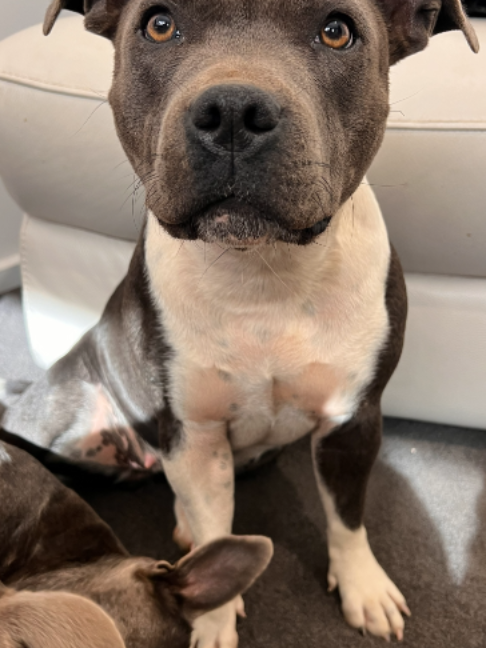 @Happy Staffy Co