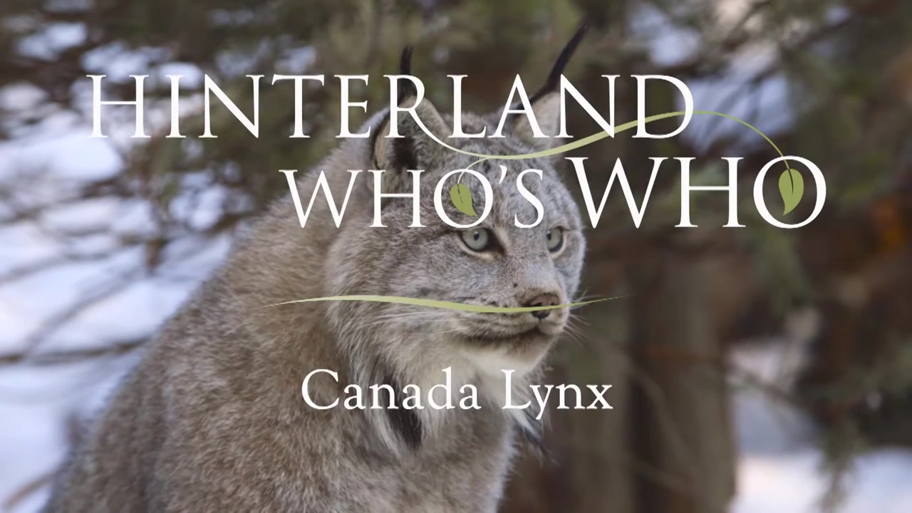 @Hinterland Who&rsquo;s Who