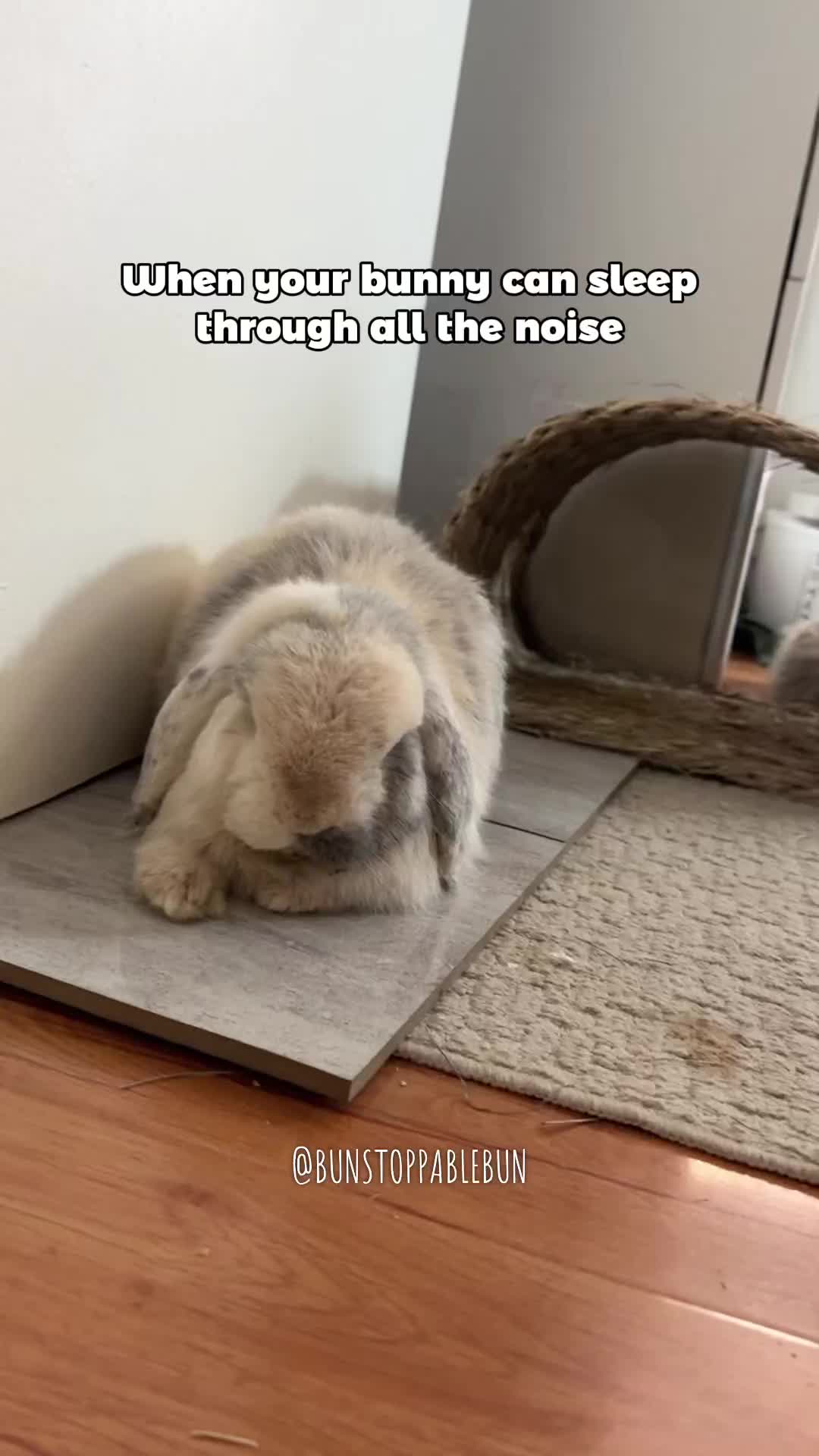 @BunBun, Mochi🌈, Chewy