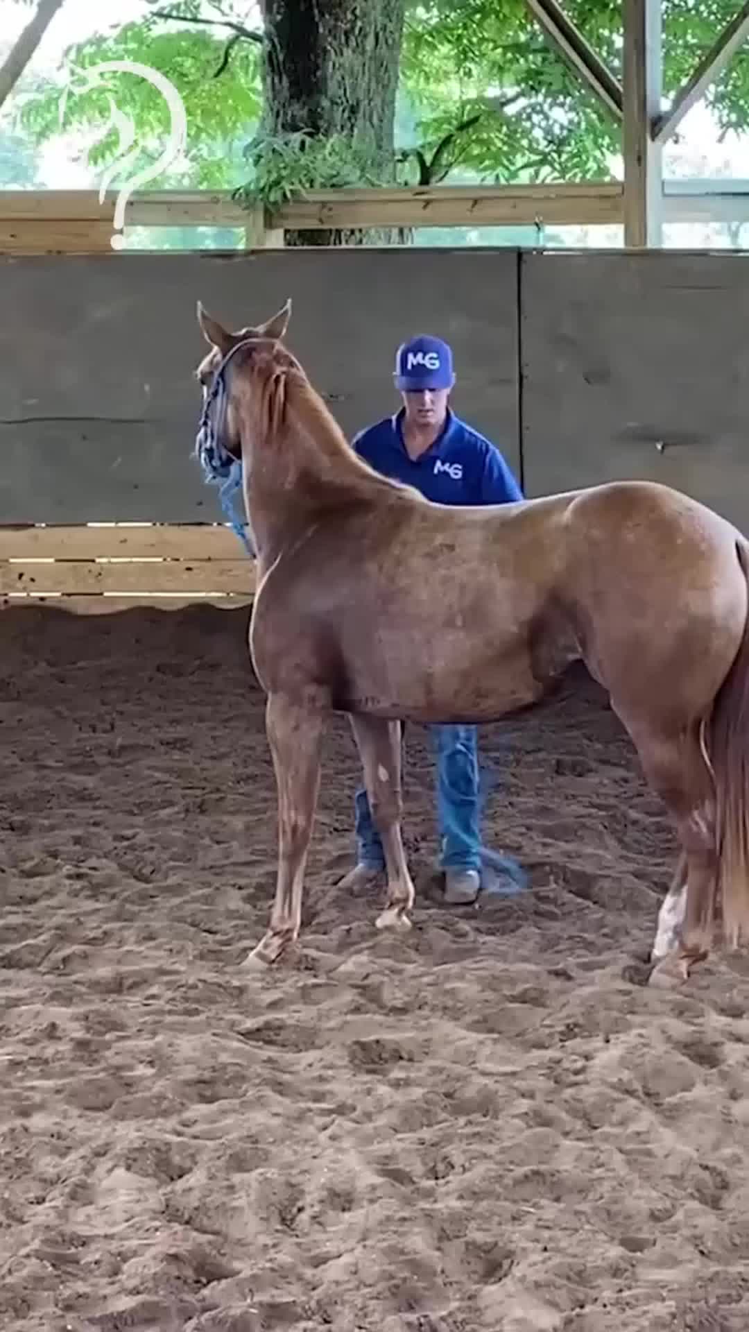@Horse Help