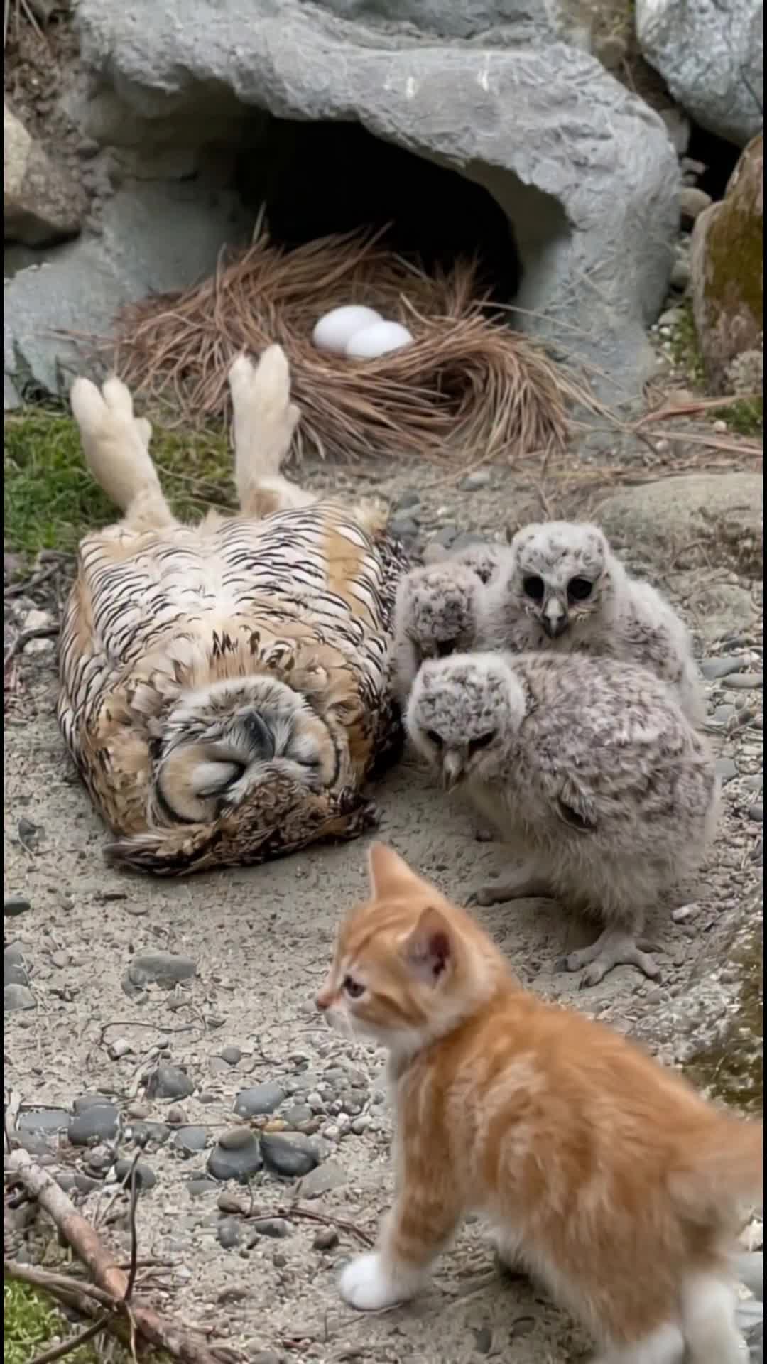 @middlepets