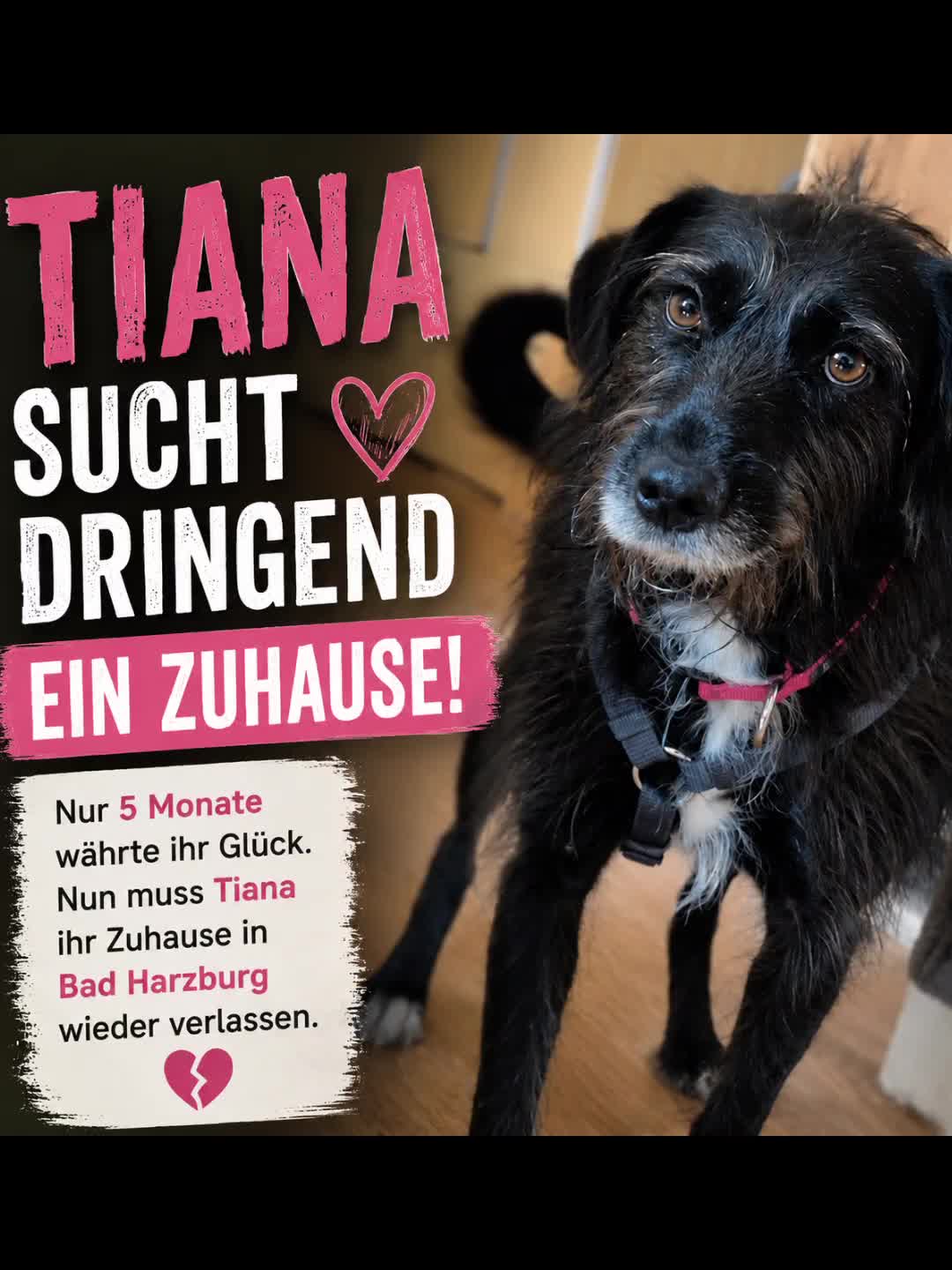 @🐾 PfoteF&uuml;rPfote 🐾