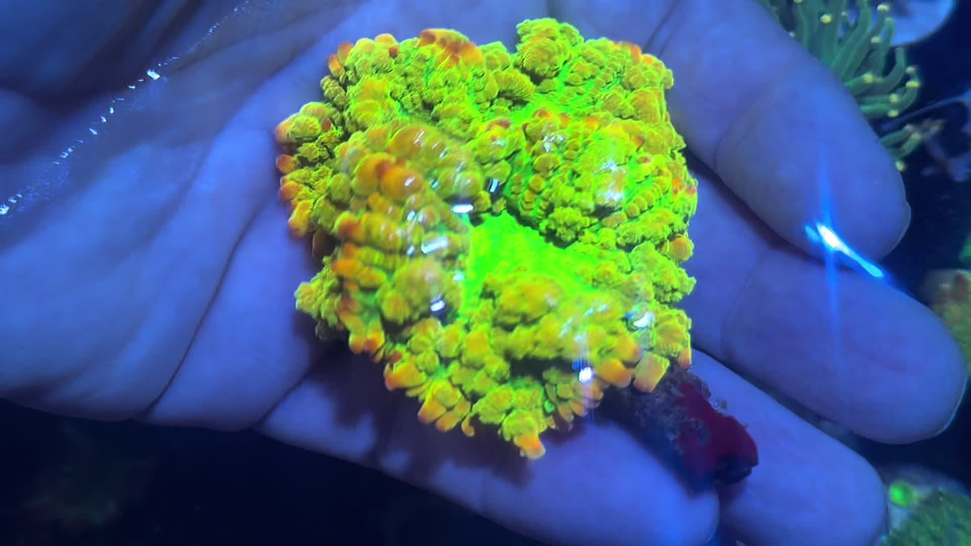 @Inner_Circle_Reefing