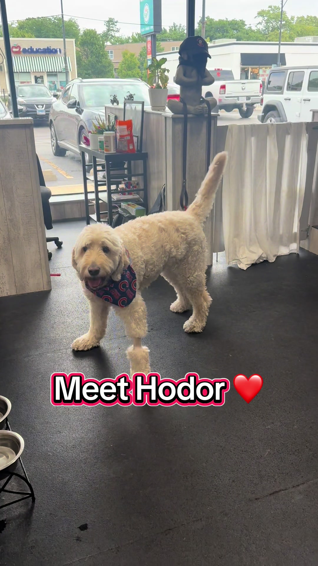 @ArfitDogRehabFitness