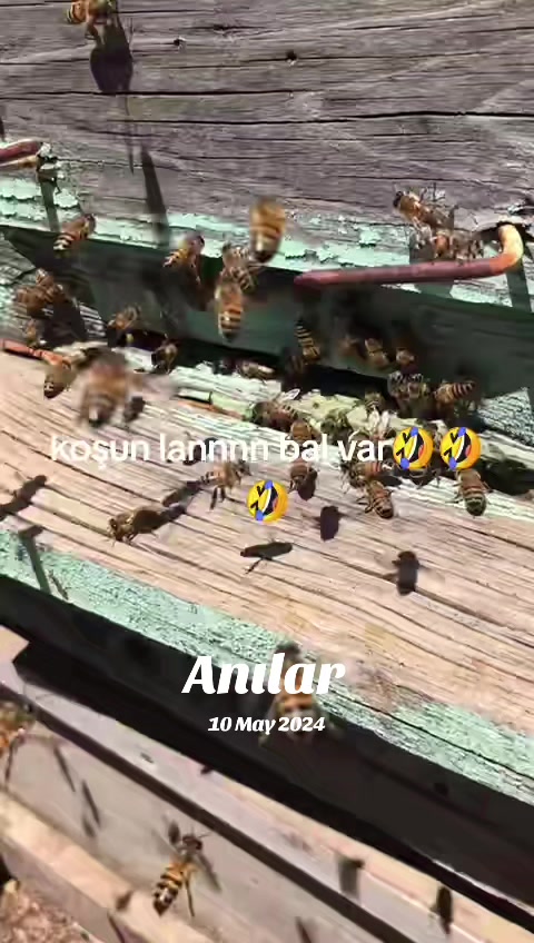 @İsmail Genç