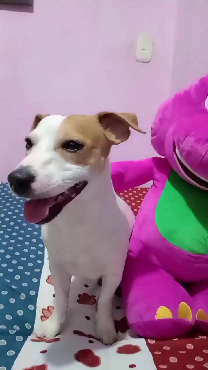 @BRUNO Y MAILO JACKRUSSEL