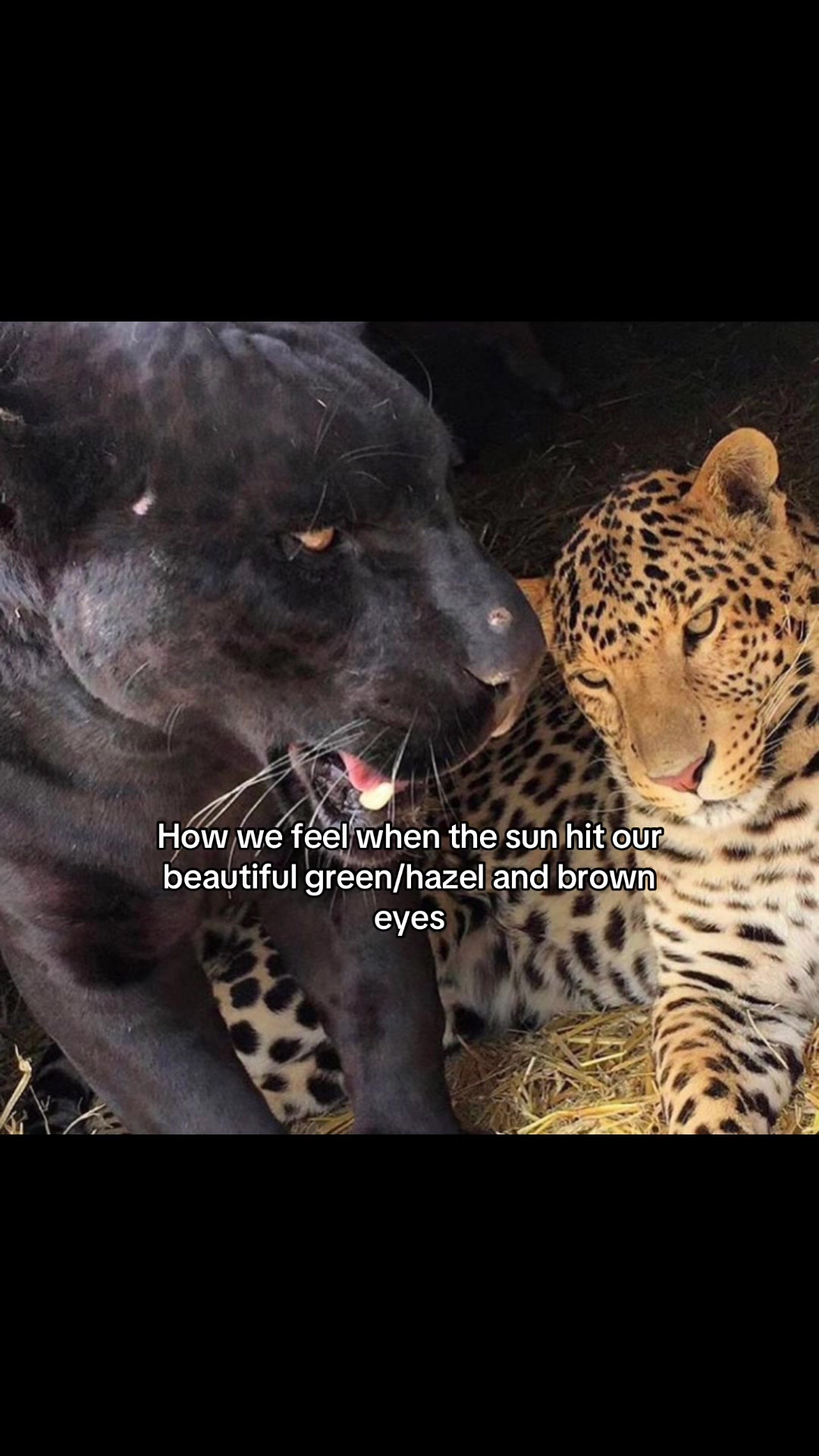 @Дива