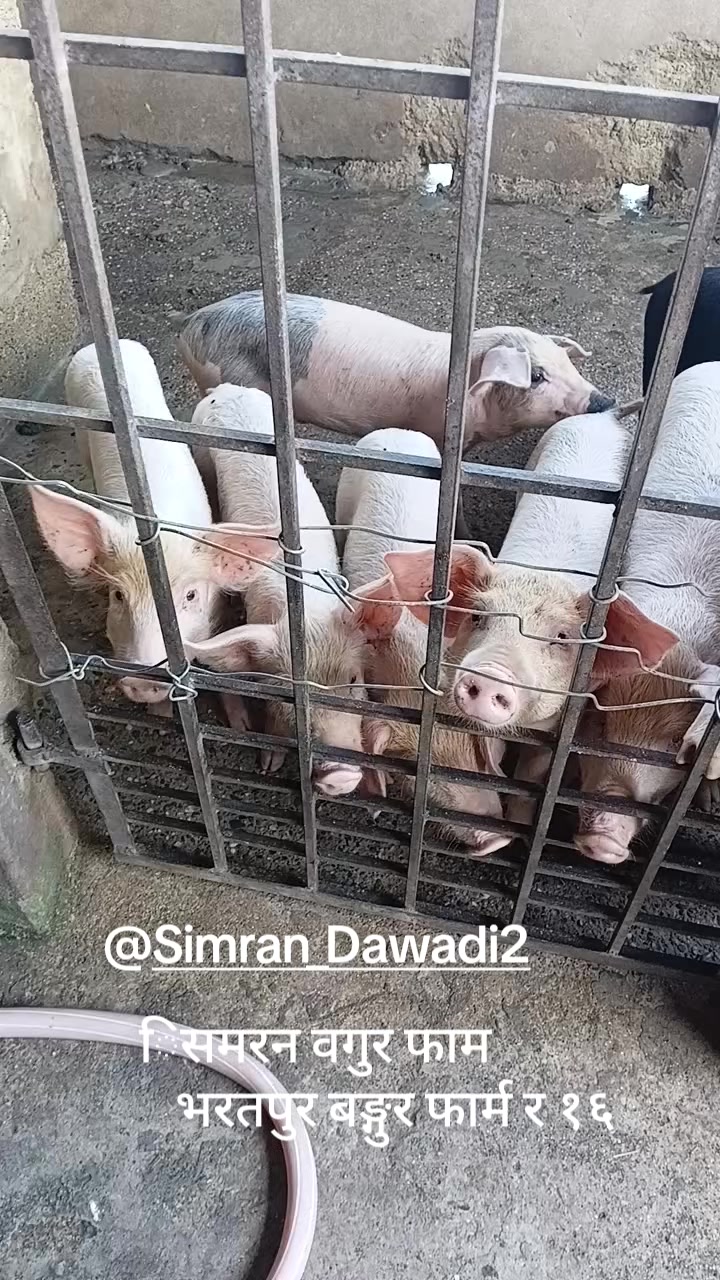 @Namita Dawadi