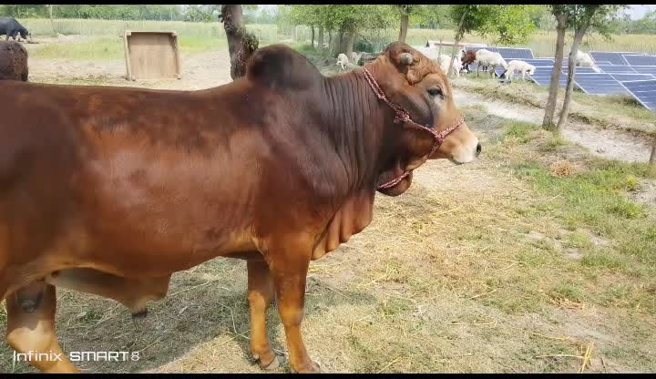 @sohailpanwar