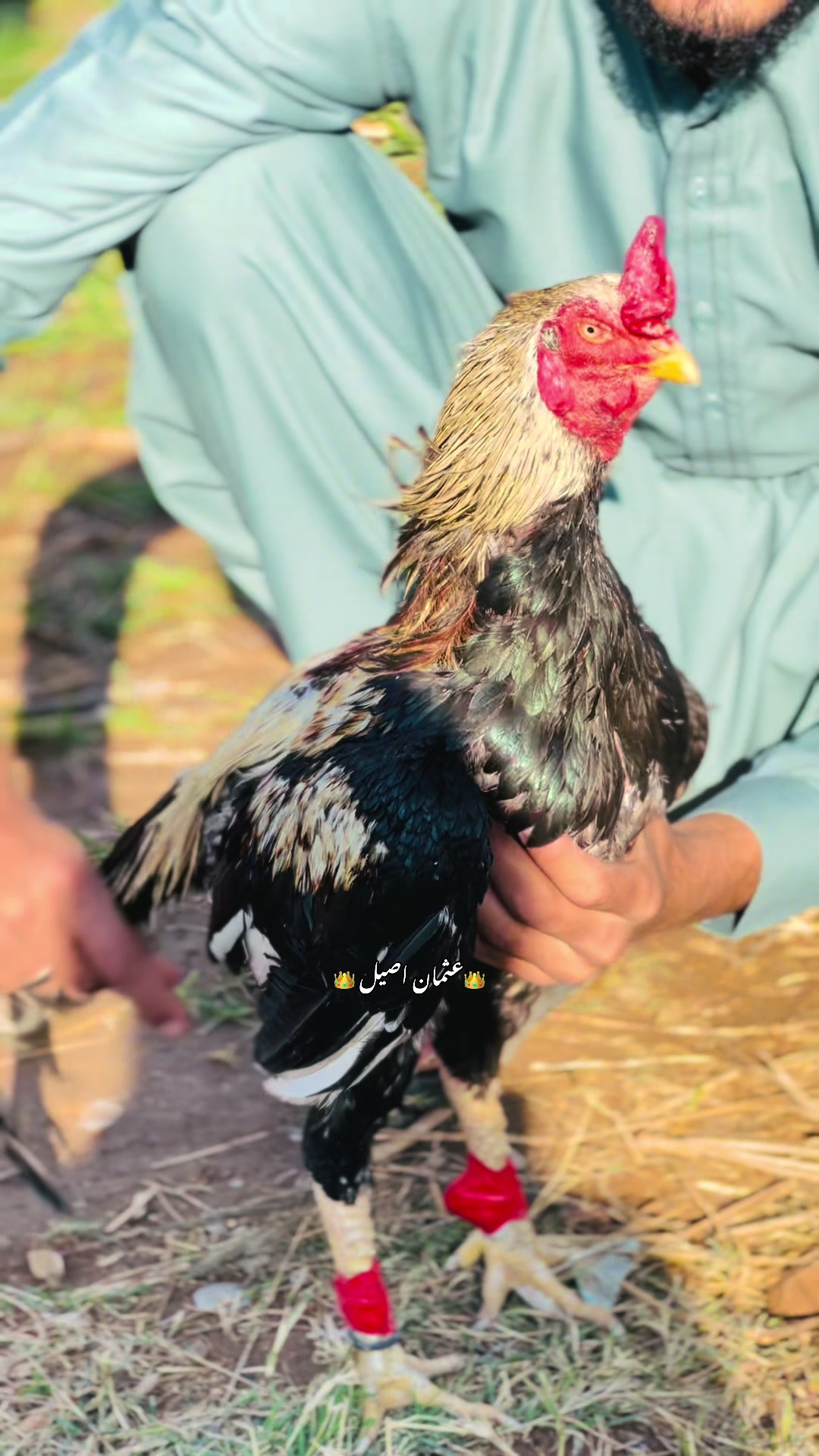 @👑عثمان اصیل 👑