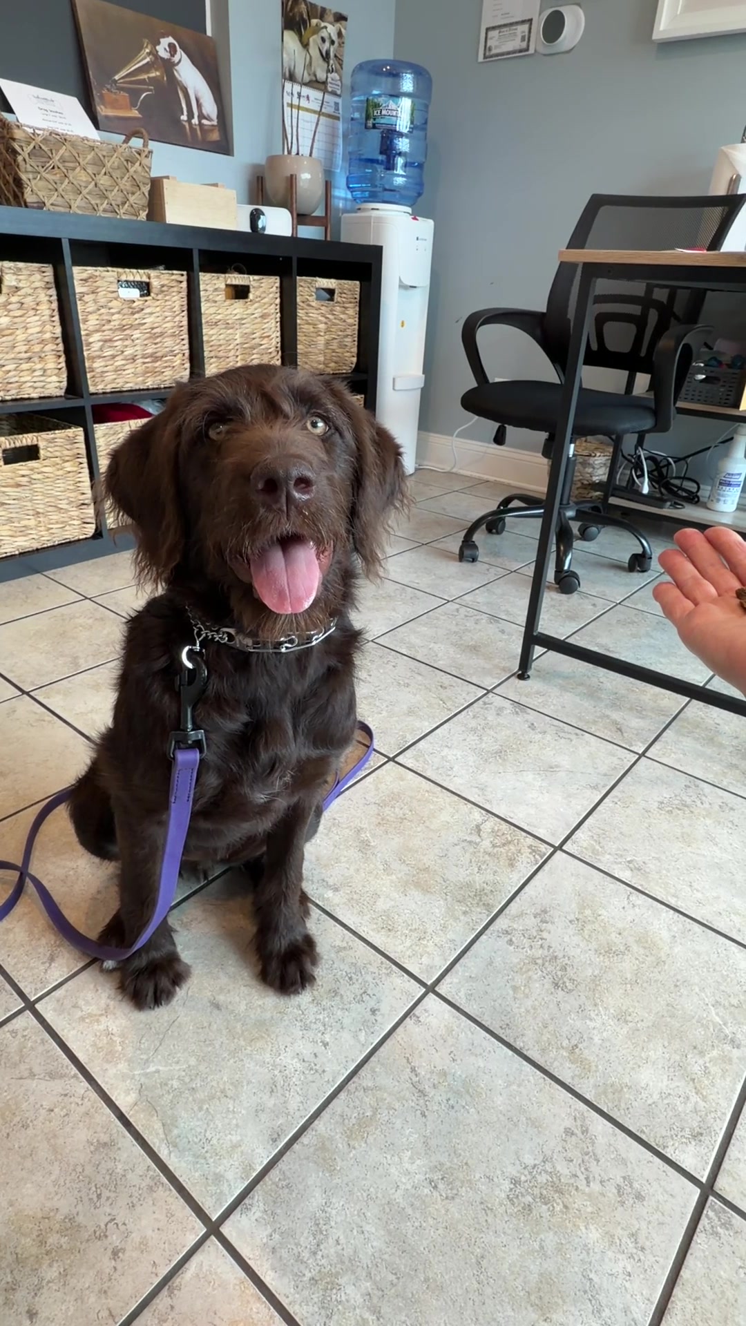 @Chicagoland Dog Training