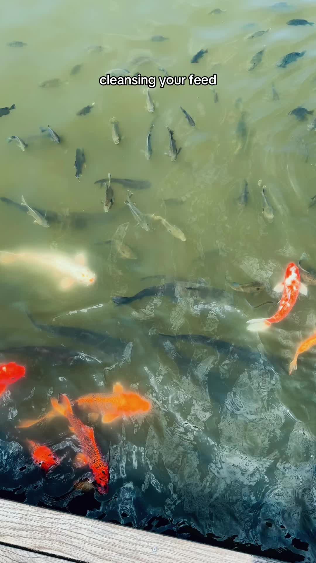 @Jerry_Plays_Bass 👁️