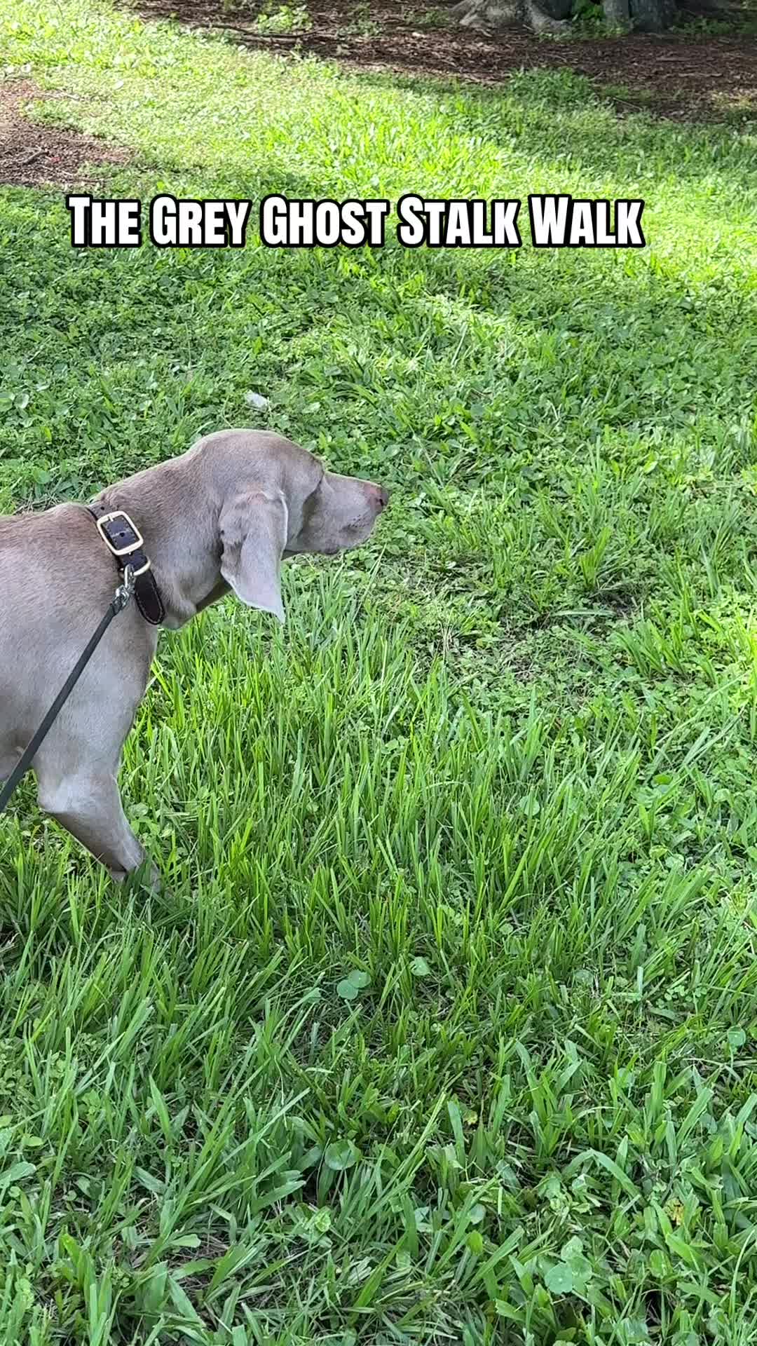 @Zoey the Weim