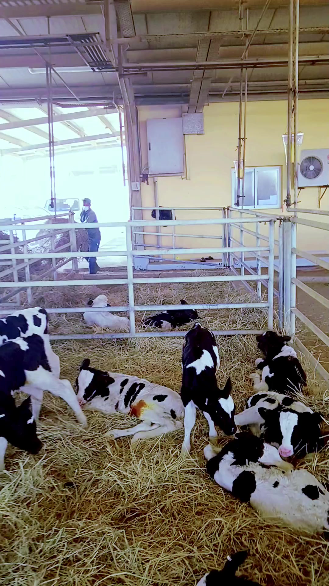 @Cows Farm