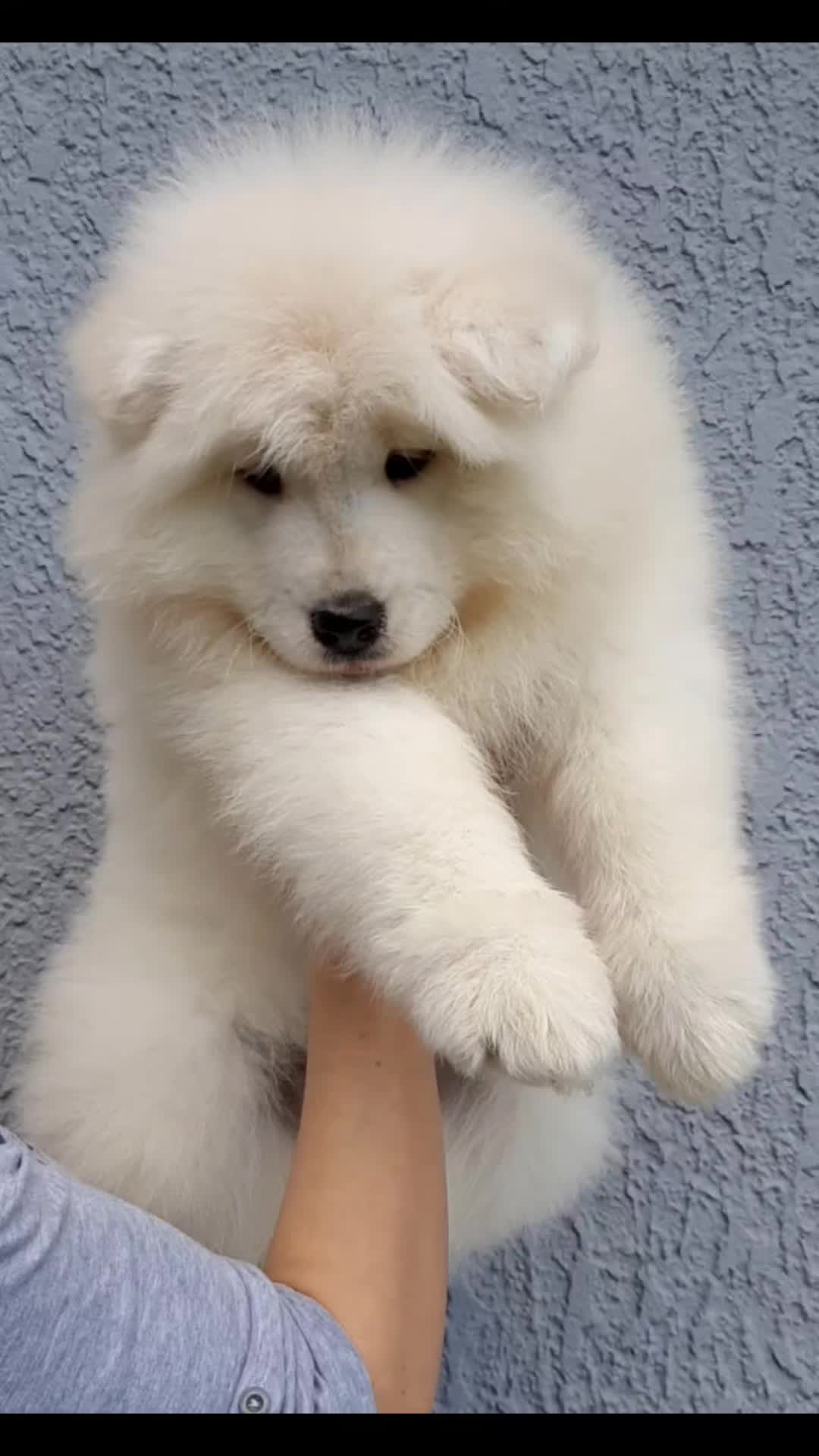 @Polar_ love_ Ice🐾