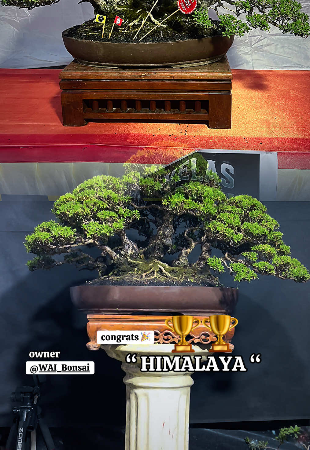 @warbonsai_purwodadi