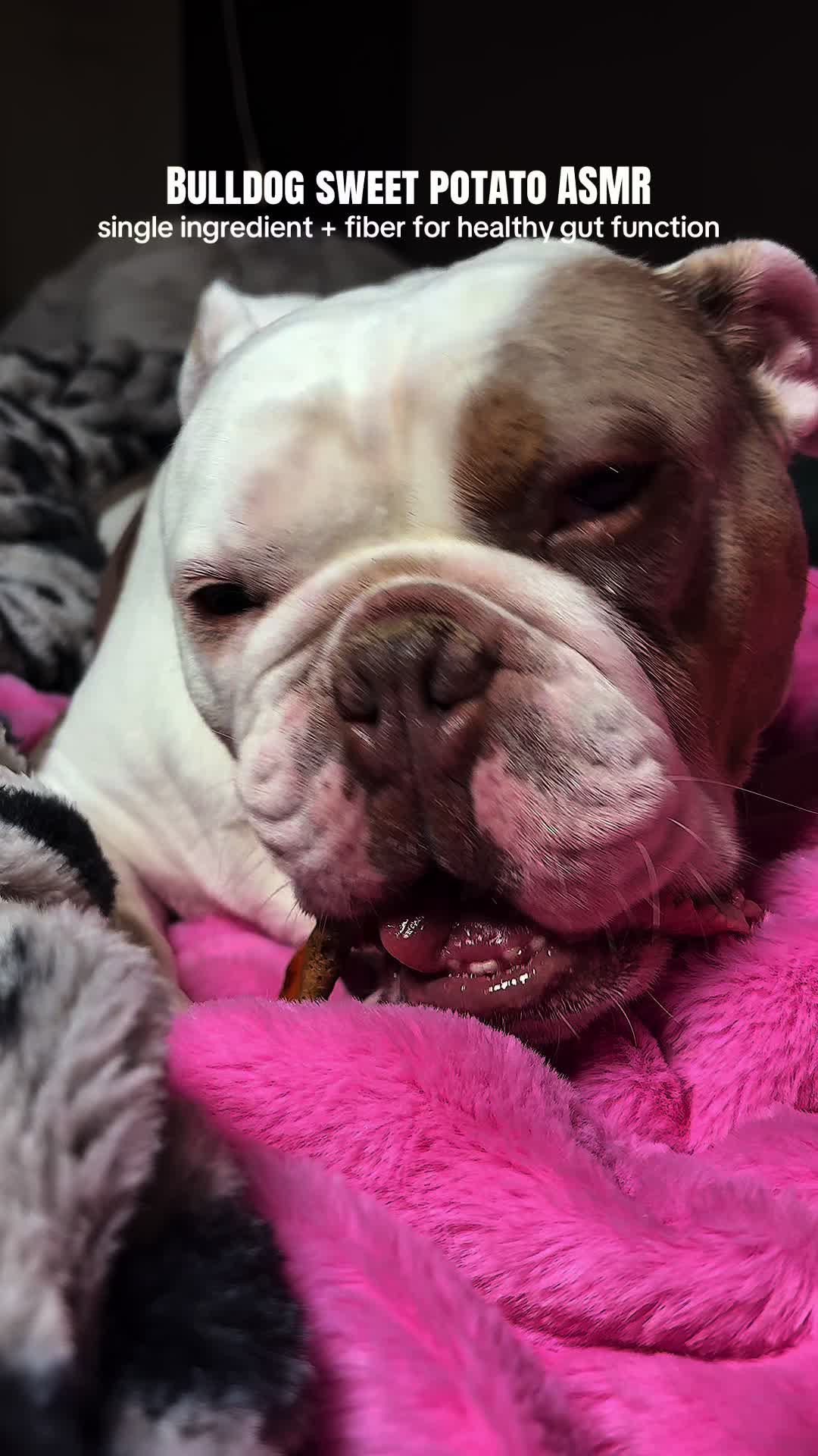 @kai•thedogmother🐾