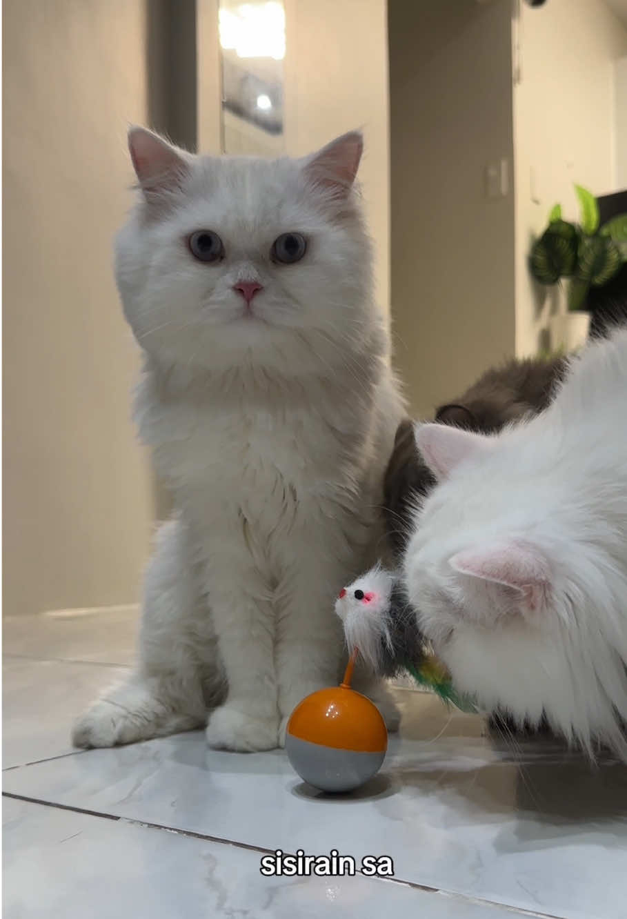 @Chloe & Casper 🐾
