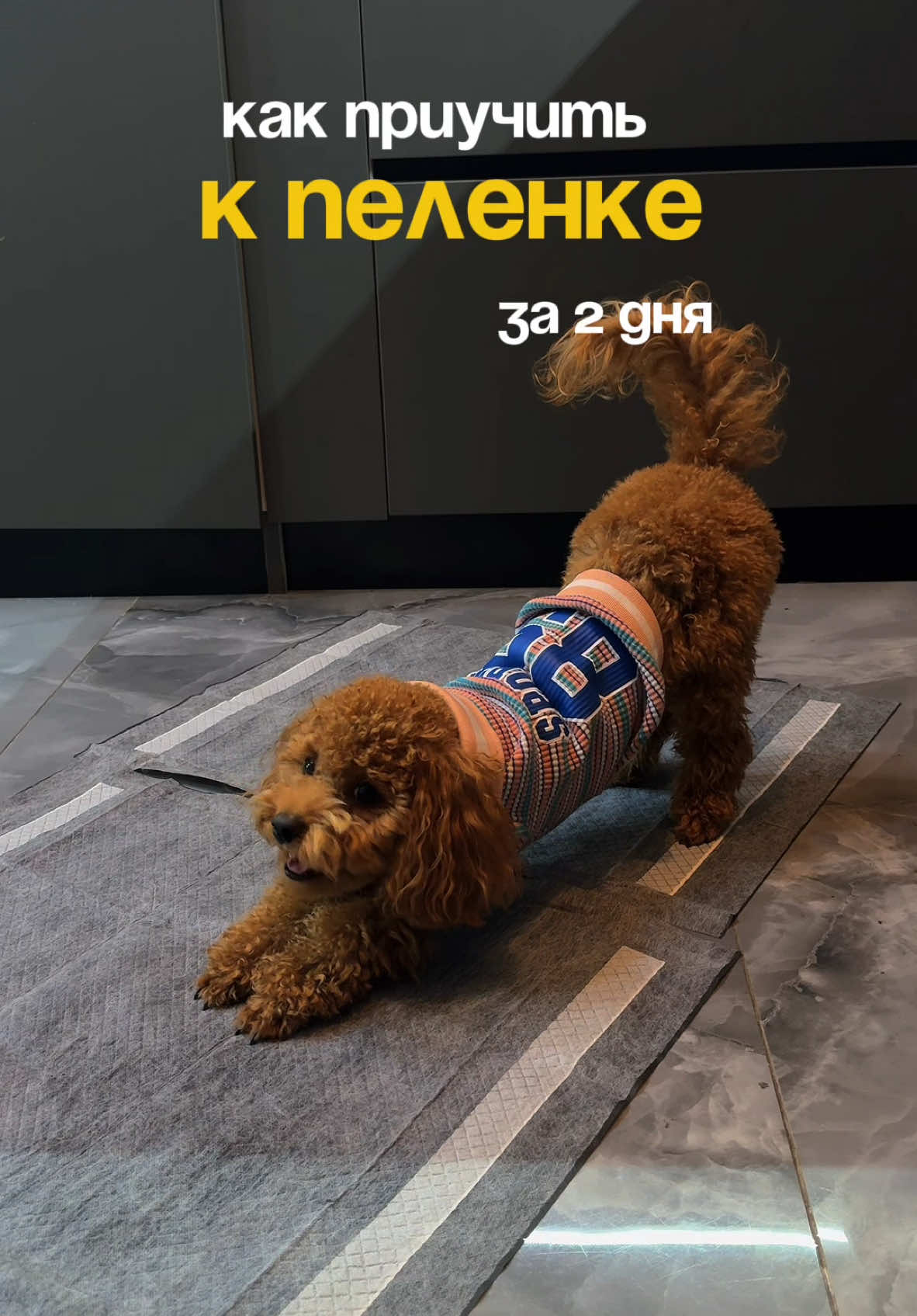 @beatrice_poodle