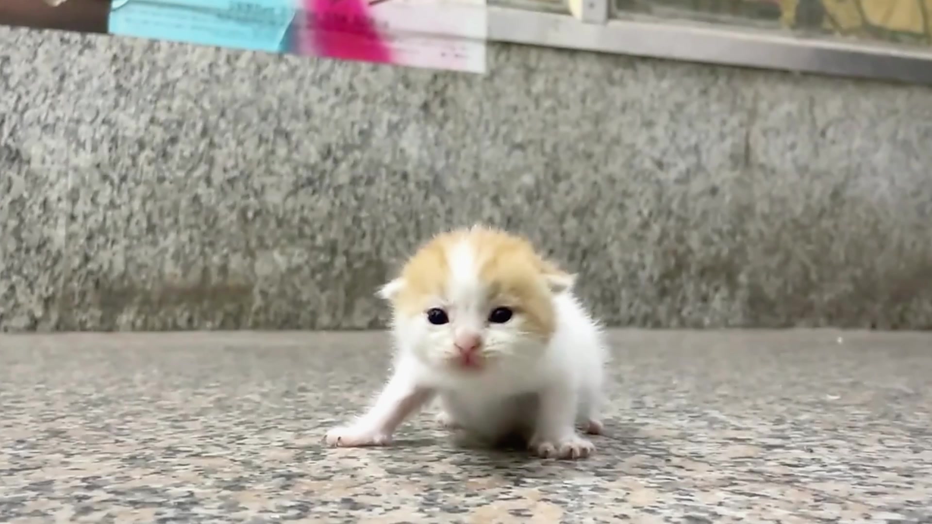 @catbosssss