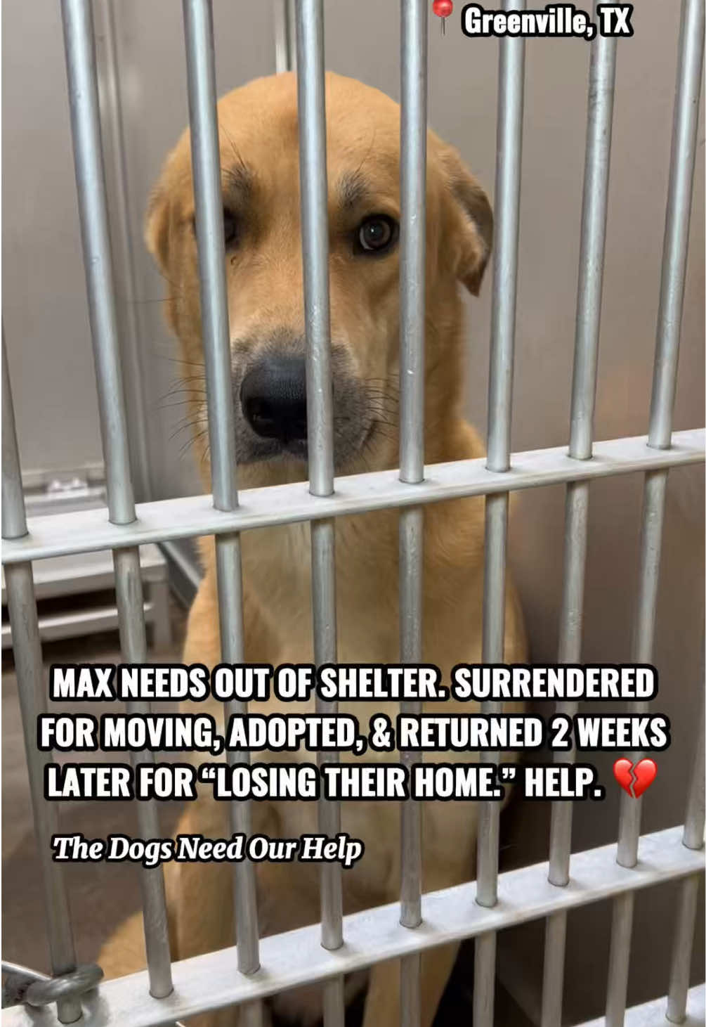 @The Dogs Need Our Help