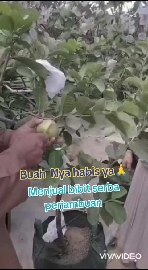 @Bibit khusus samarinda