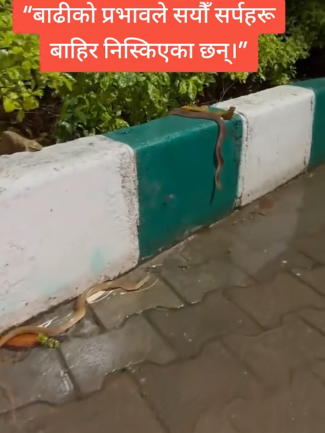 @sHaRMiLA~काउछा❣️