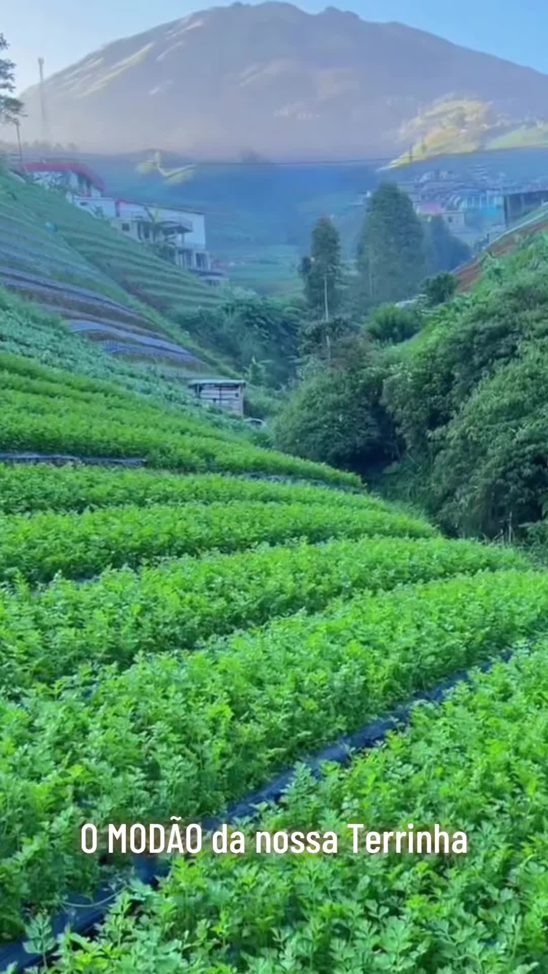 @Boiadeiro