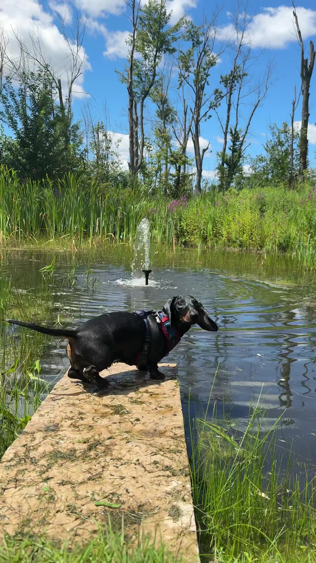 @olive the mini dachshund