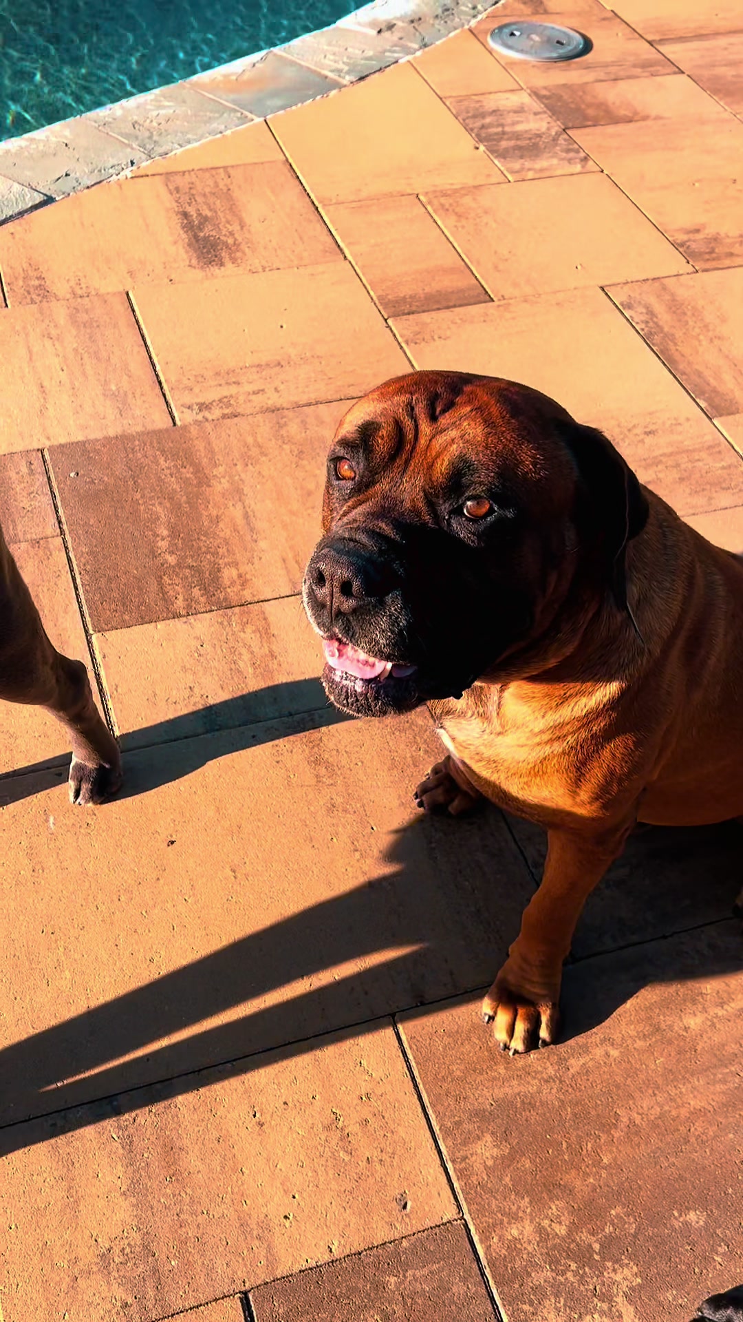 @Son of Atkin&rsquo;s Cane Corso