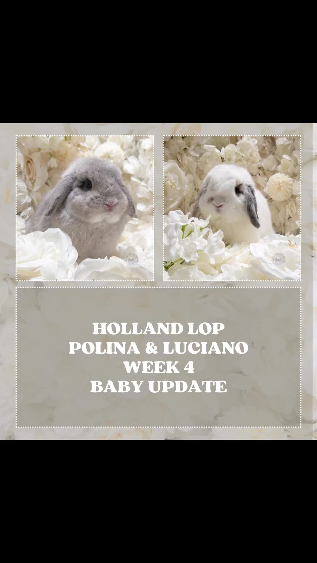 @Heartsofhollandsnyc