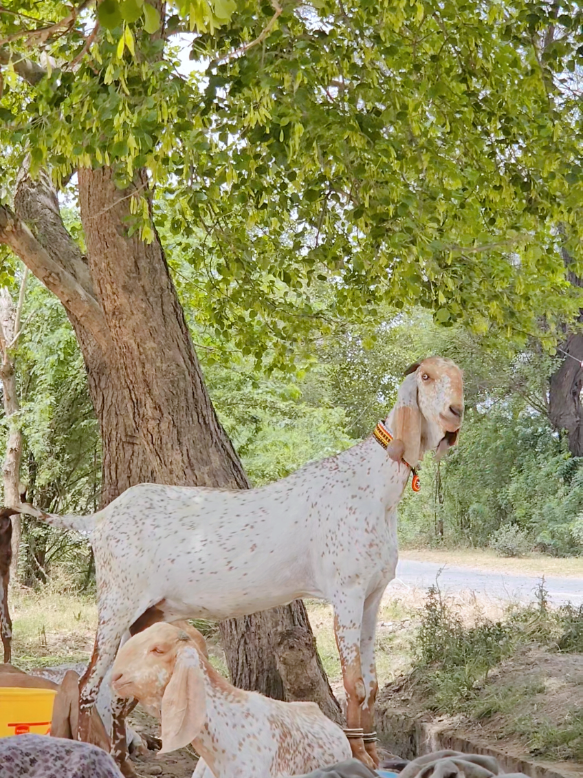 @《SIDHU}{GOAT}{FARM》