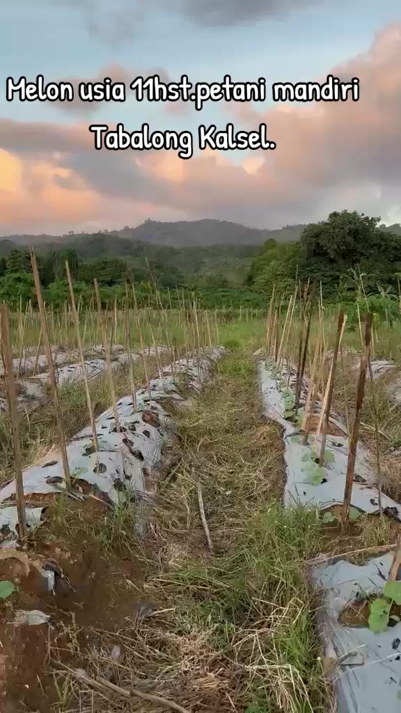 @SURYA TANI