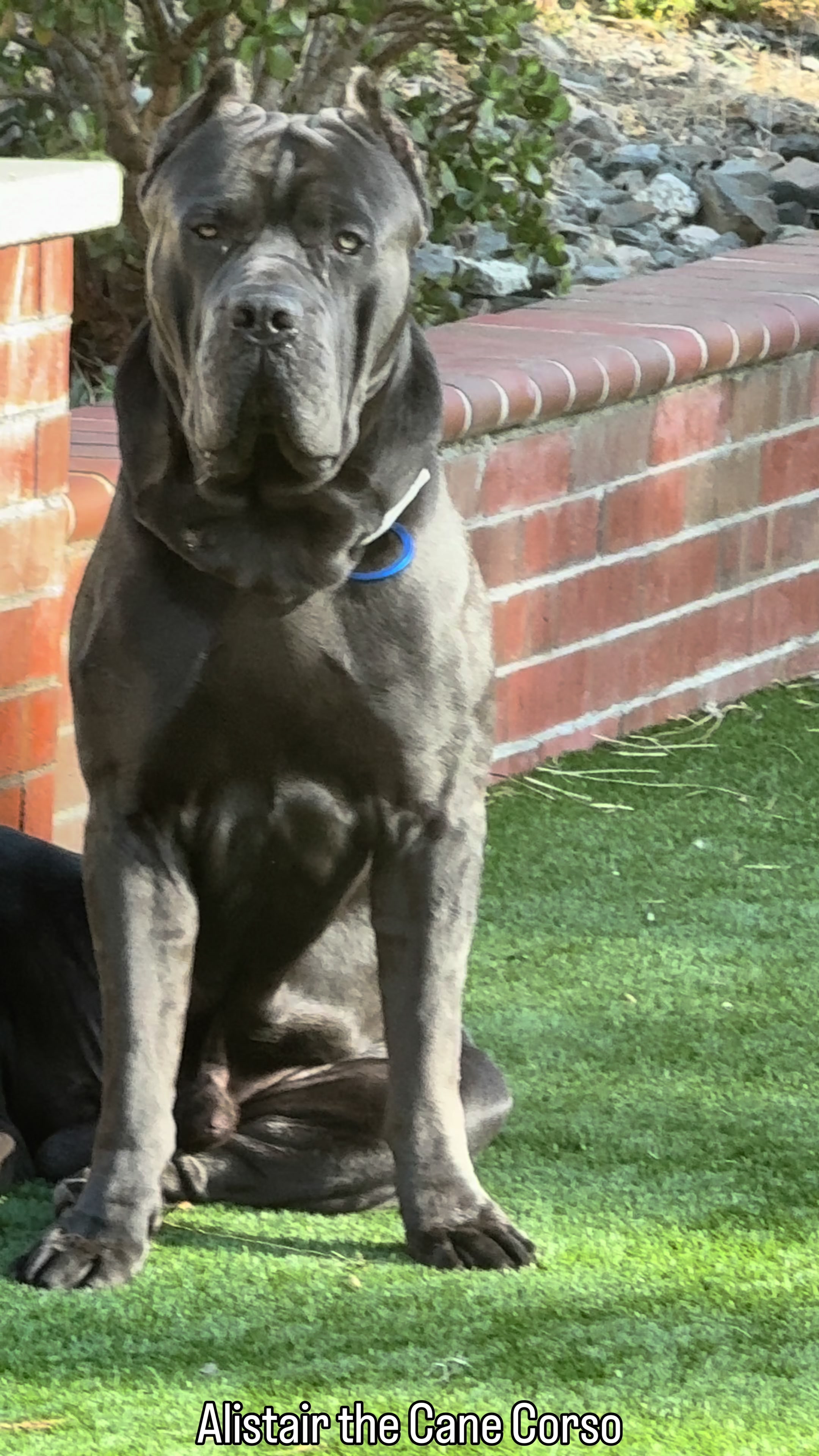 @Alistair the Cane Corso