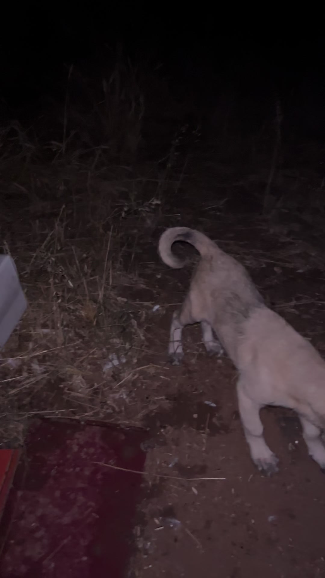 @🇹🇷Sivas Kangal Köpeği 🇹🇷