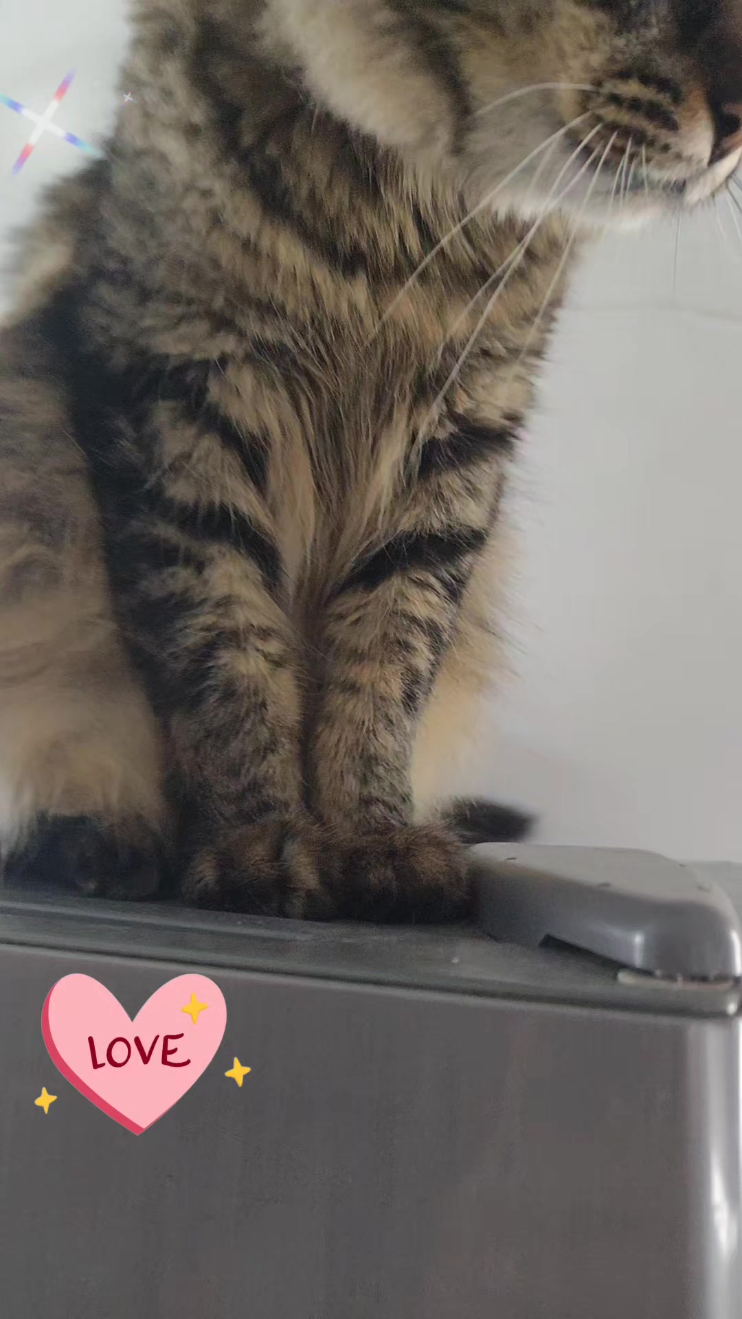 @😻 Estela 😻
