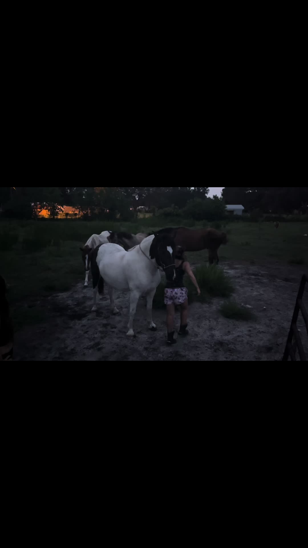 @saltdragonfarm
