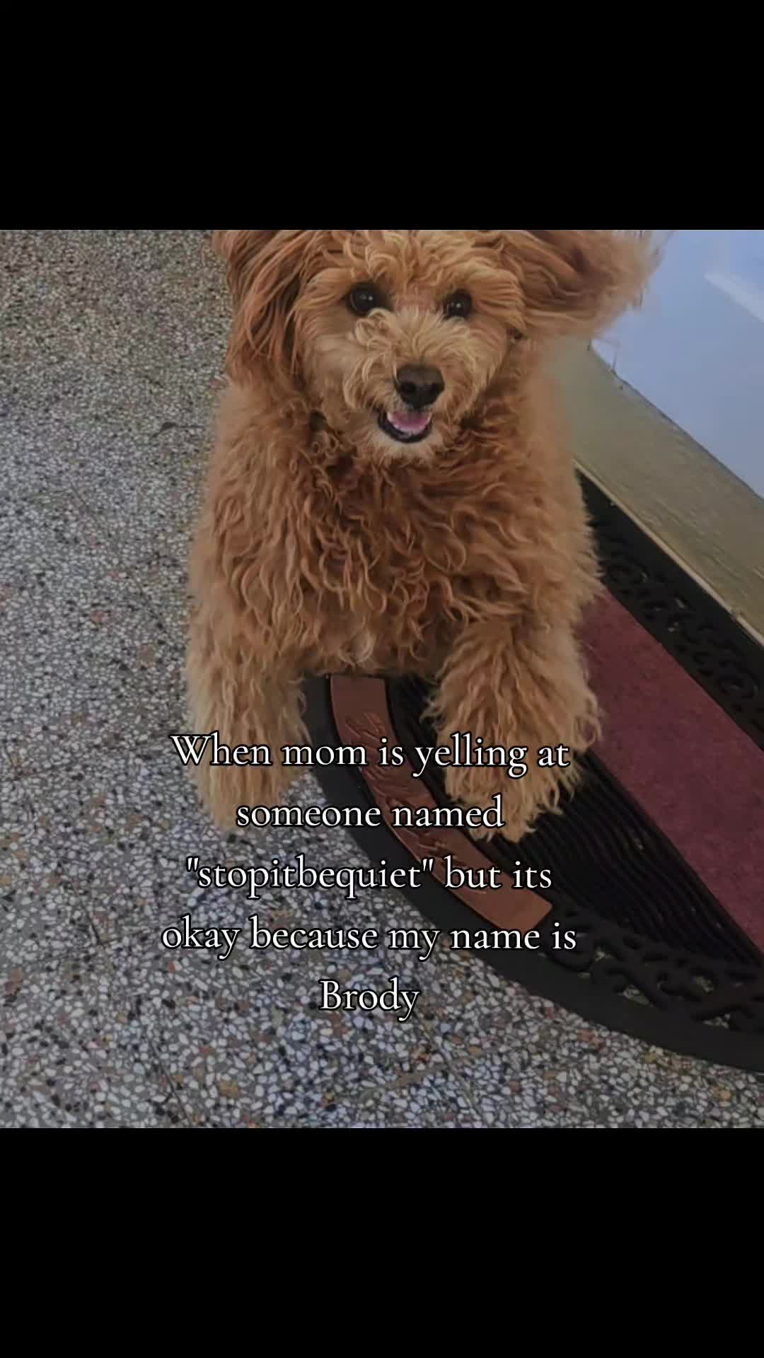 @MixedPetCollective